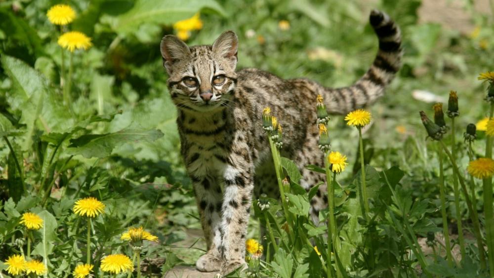 Secretive Beauty of the Ocelot in the Wild wallpaper