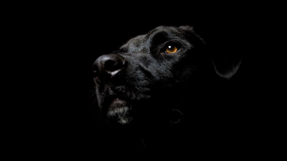 Black Labrador in Dramatic Shadows wallpaper