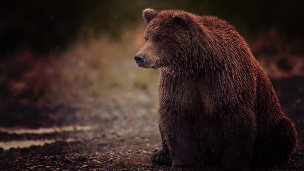 Majestic Grizzly in Tranquil Wilderness wallpaper