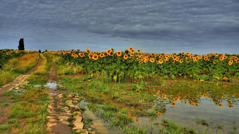 Sunflower Fields in Bloom After Rain wallpaper