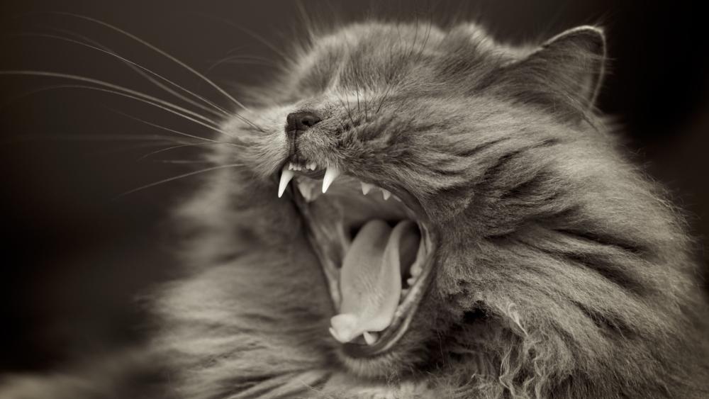 Yawning Feline Elegance in Monochrome wallpaper