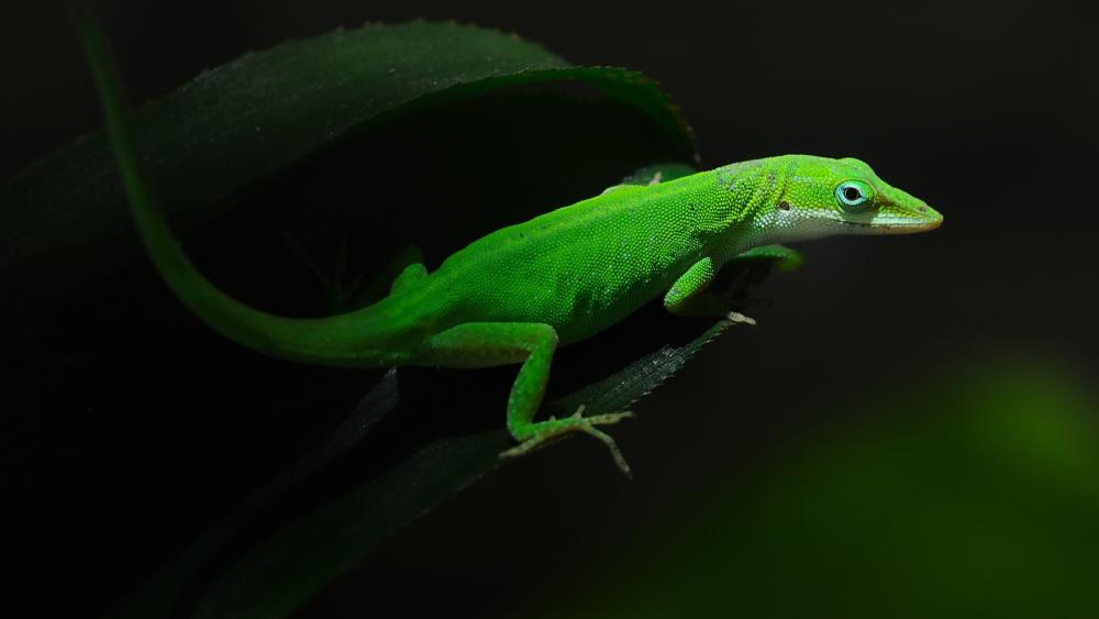 Green Lizard in Nature's Spotlight wallpaper