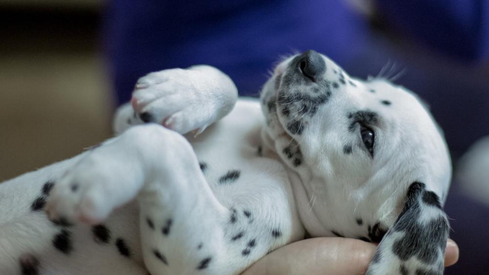 Sweet Slumber of a Dalmatian Puppy wallpaper