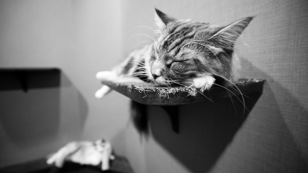 Sleeping Tabby in Monochrome Serenity wallpaper