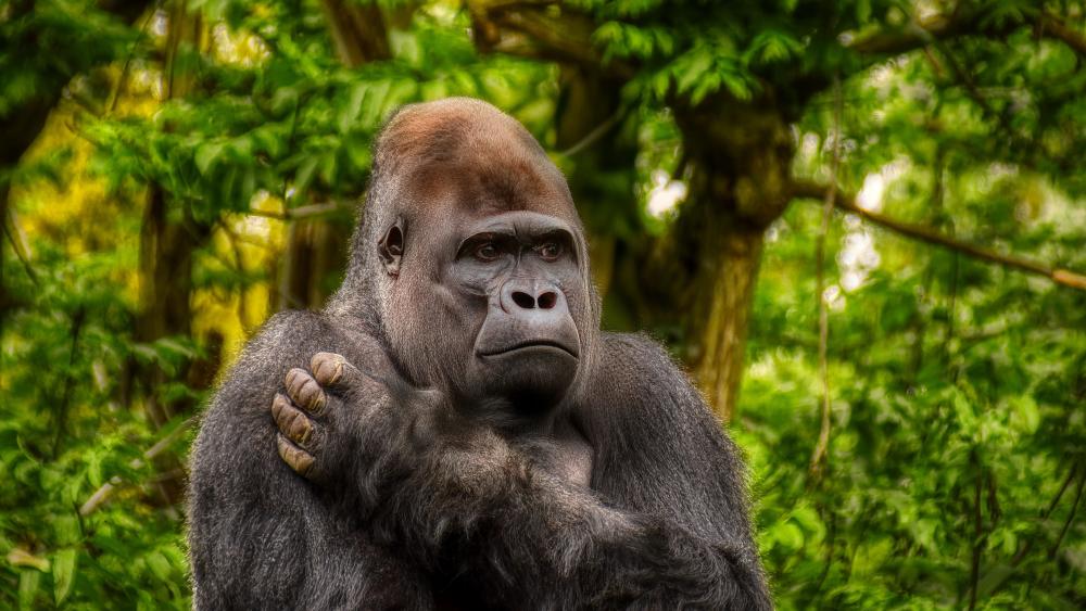 Majestic Gorilla in Lush Habitat wallpaper