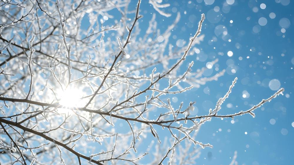 Sunlit Winter Branches in 4K Clarity wallpaper