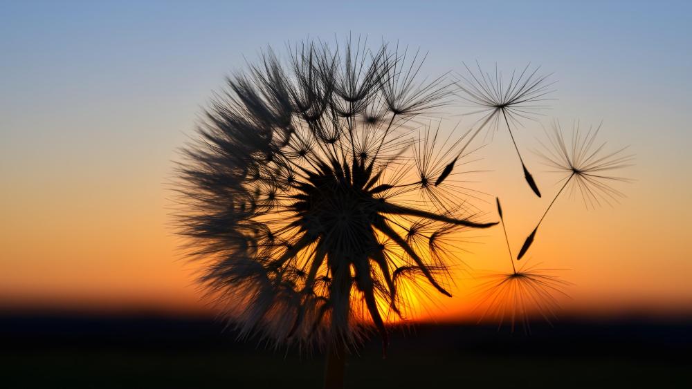 Dandelion Sunset wallpaper