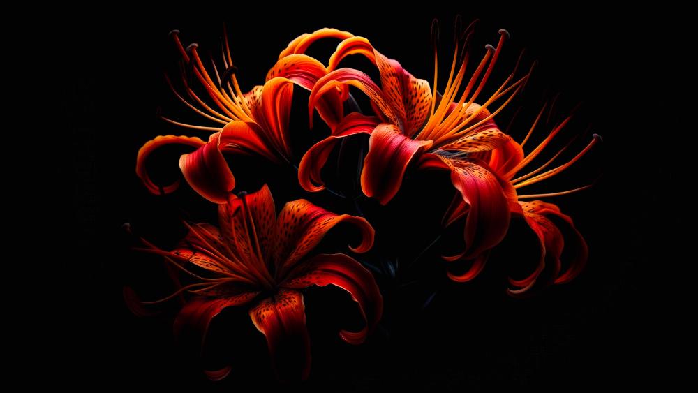 Flame Lily  flowers in a dark background wallpaper