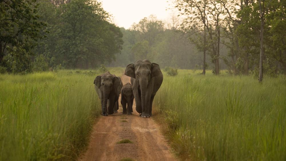 Elephants Gracefully Walking in Lush Greenery wallpaper