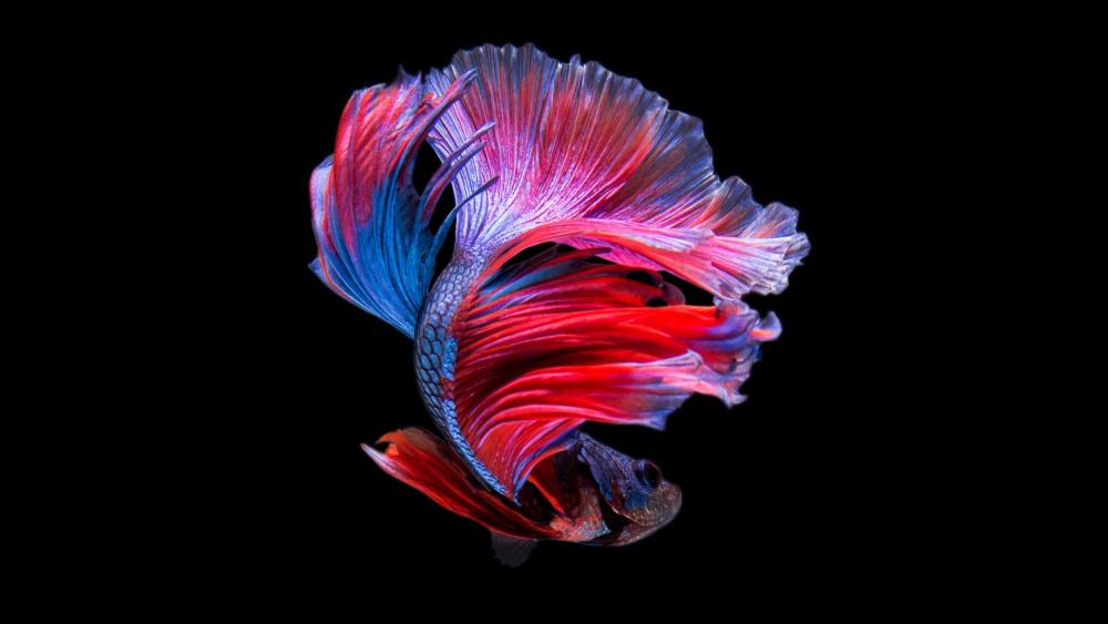 Vibrant Betta Fish Dance Underwater wallpaper