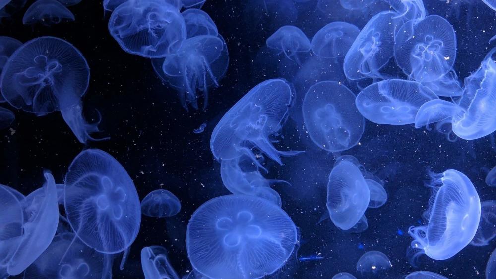 Mystical Blue Jellyfish Dance Underwater wallpaper