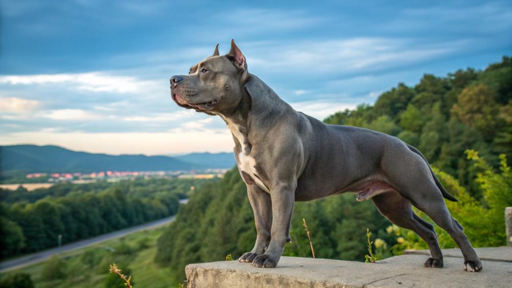 Majestic American Staffordshire Terrier in Nature wallpaper