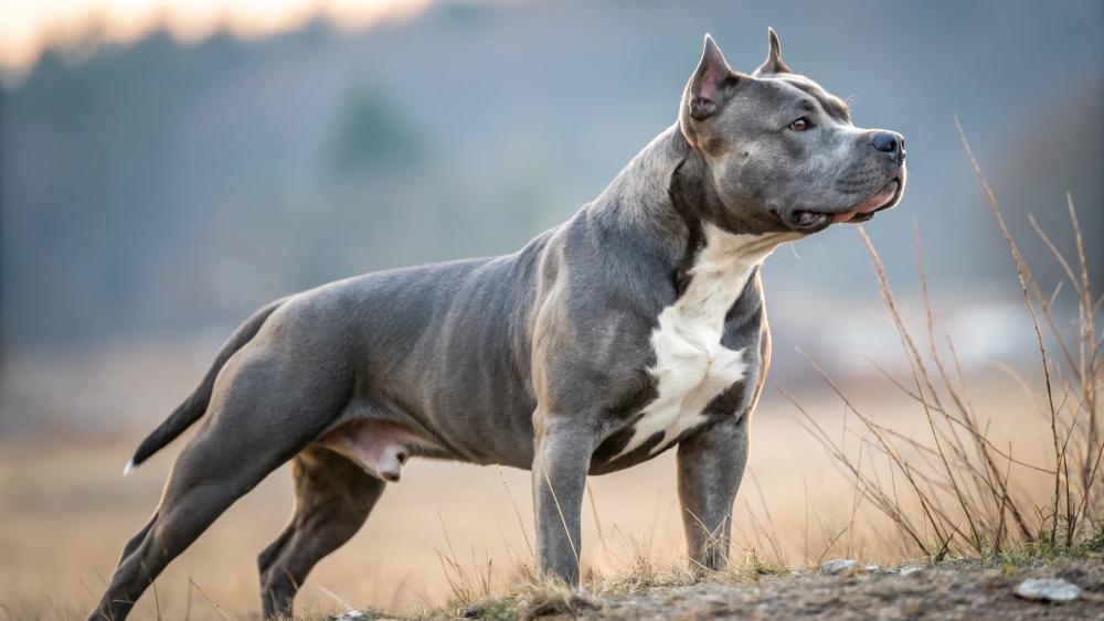 Strength and Beauty of the American Staffordshire Terrier wallpaper