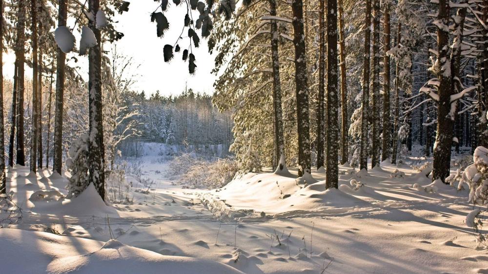 Winter Enchantment in a Snow-Covered Forest wallpaper