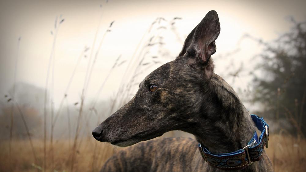 Greyhound in Serene Nature Setting wallpaper