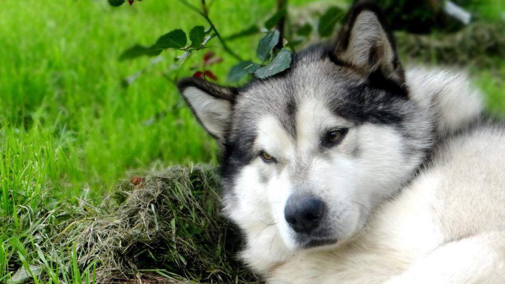 Alaskan Malamute at Rest in Nature wallpaper