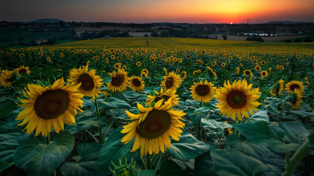 Sunset Over a Vibrant Sunflower Farm wallpaper