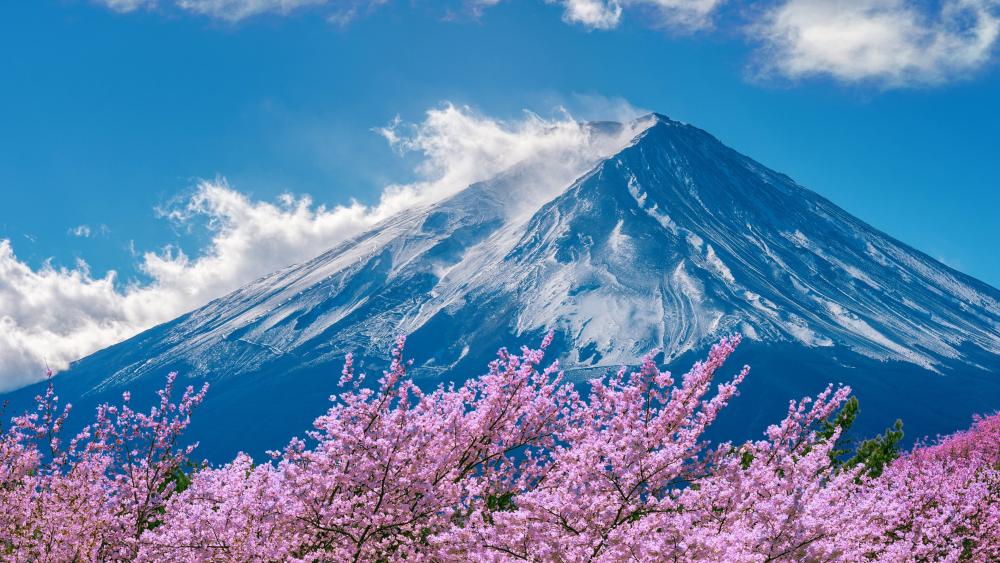 Mount Fuji in Spring Blossom Splendor wallpaper