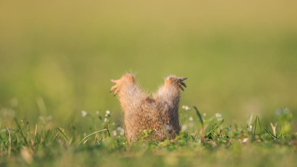 Undercover Squirrel Peeking from the Grass wallpaper