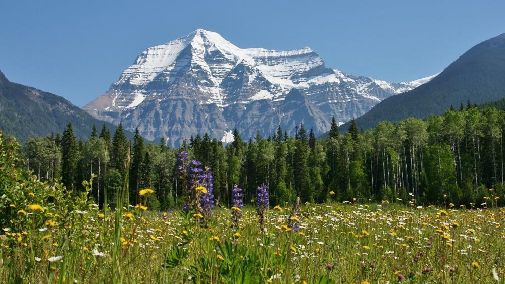 Mount Robson Spring Splendor wallpaper