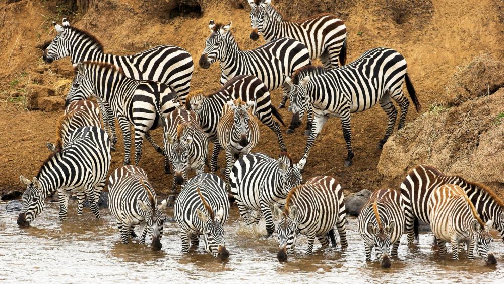 Zebras Gather at the Water's Edge wallpaper