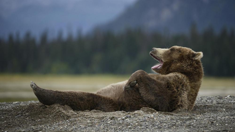 Bear Relaxing in Mountain Wilderness wallpaper