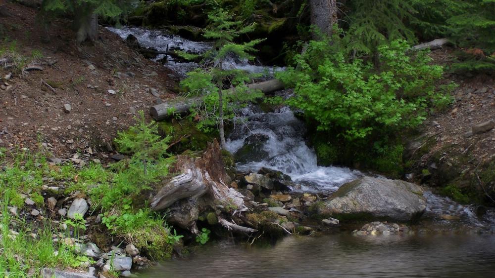 Mountain Stream Cascading Through Forest Serenity wallpaper