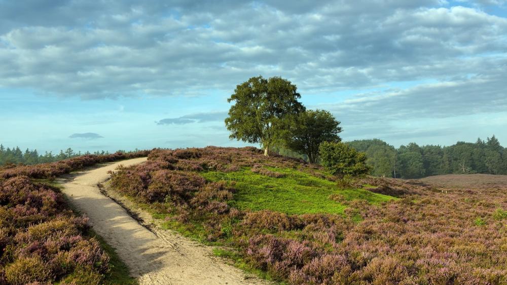 Winding Trail through Serene Hillside Landscape wallpaper