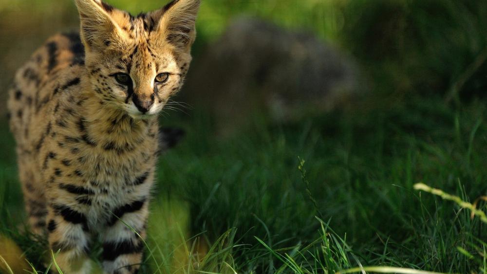 Serval Strolling in Lush Green Grass wallpaper