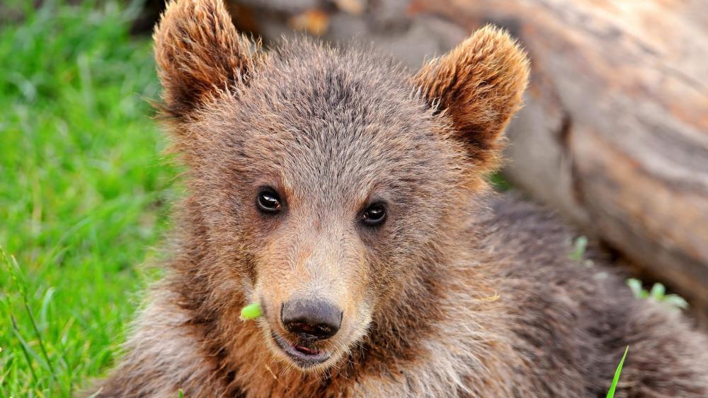 Bear Cub's Playful Gaze in the Wilderness wallpaper