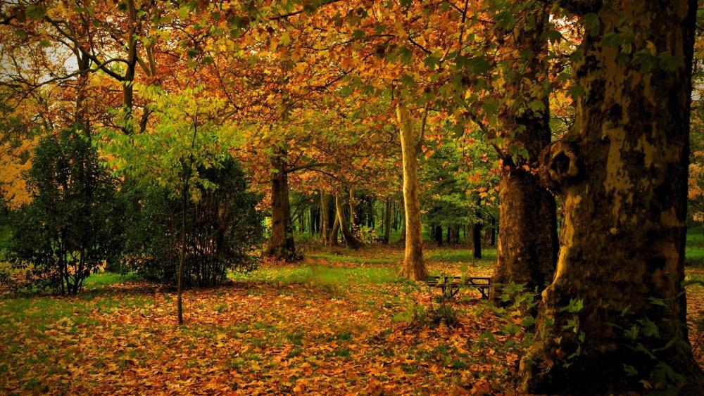 Autumn Tranquility in a Madrid Park wallpaper