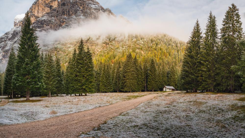 Misty Forest in Cortina d’Ampezzo Wilderness wallpaper