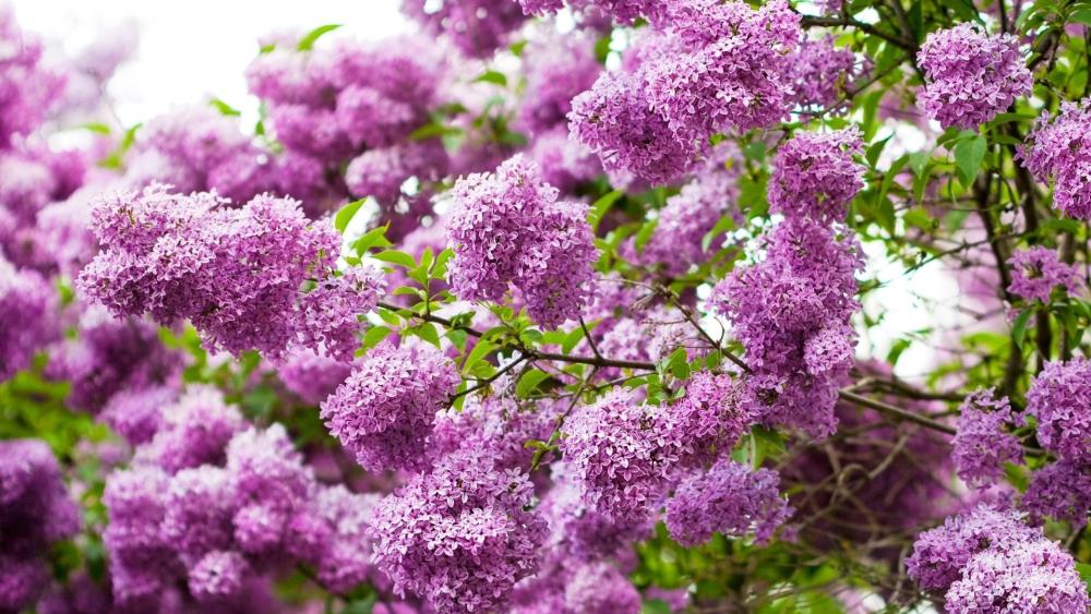 Lilac Blooms in Harmonious Purple Splendor wallpaper