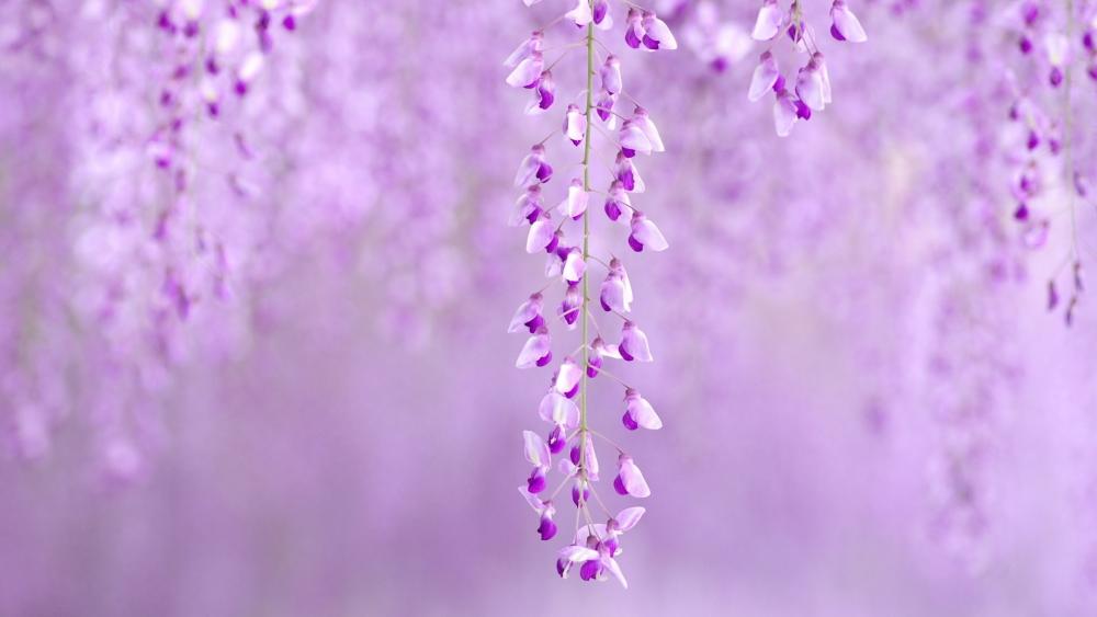 Purple Dreamscape with Chinese Wisteria wallpaper