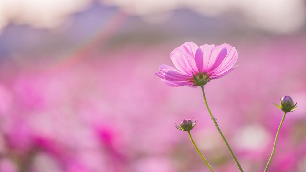 Pink Cosmos Blossom in Tranquil Bloom wallpaper