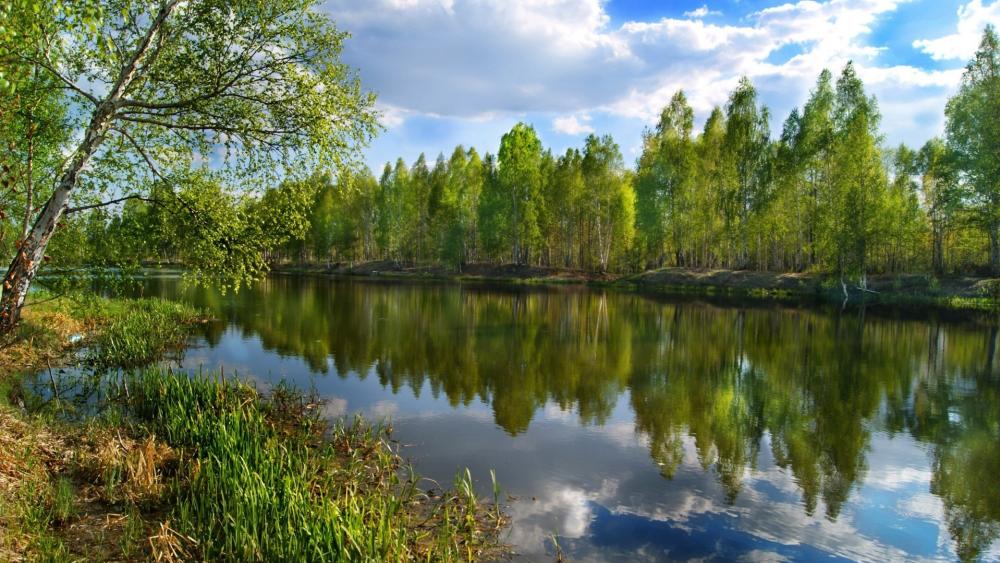 Serene Spring River Reflection wallpaper