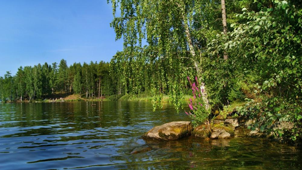 Serene Forest Lake Reflection wallpaper