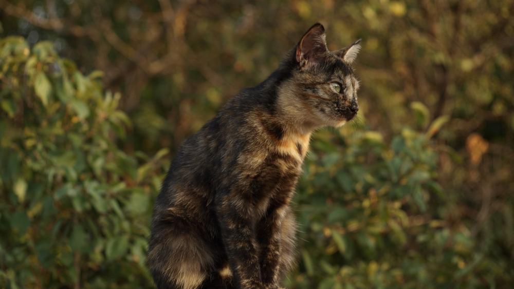 Ethereal Feline Gaze Among Nature's Tranquility wallpaper
