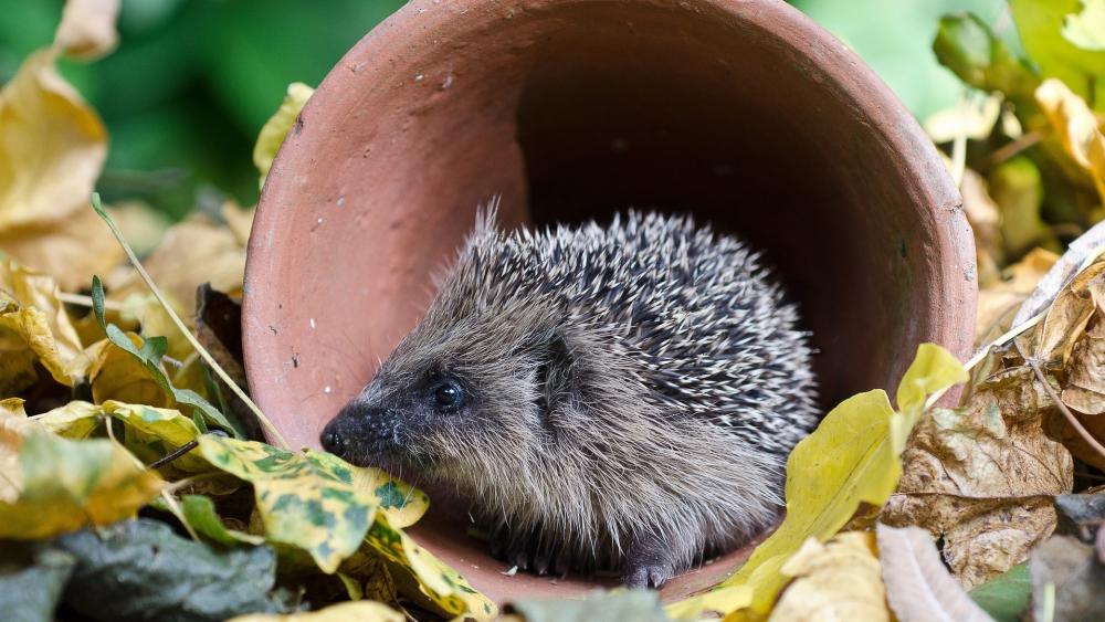 Hedgehog Snug in a Garden Sanctuary wallpaper