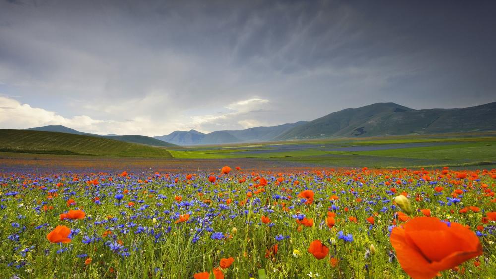 Vibrant Flower Meadow Under Dramatic Sky wallpaper