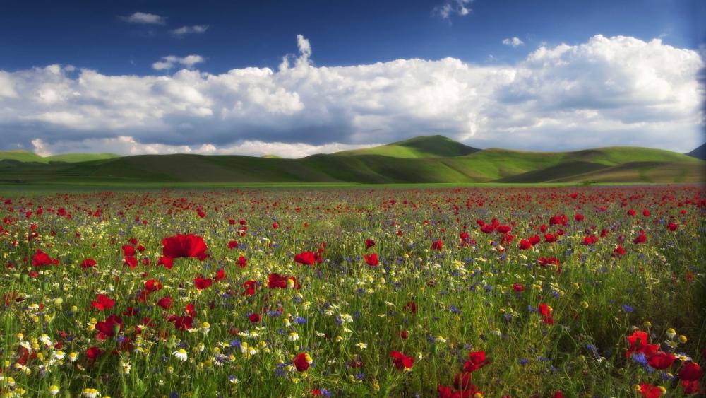 Field of Dreams with Rolling Hills and Poppies wallpaper