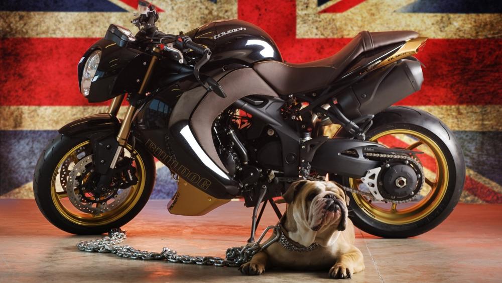 Iconic Ride and Loyal Companion United by British Style wallpaper