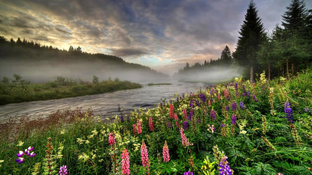 Meadow Serenity: Misty Valley Lupins wallpaper