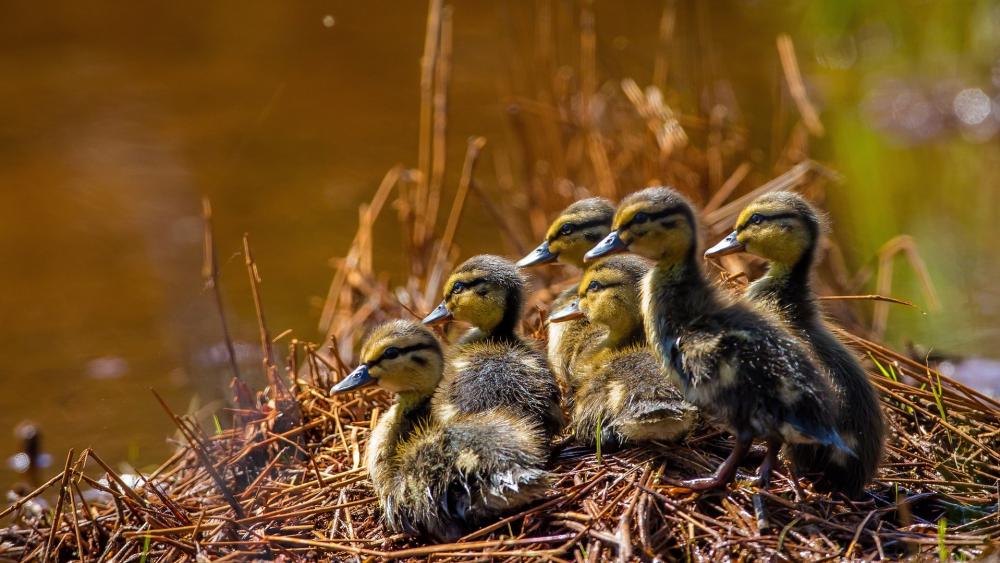 Adorable Mallard Ducklings Enjoy the Sunlit Pond wallpaper