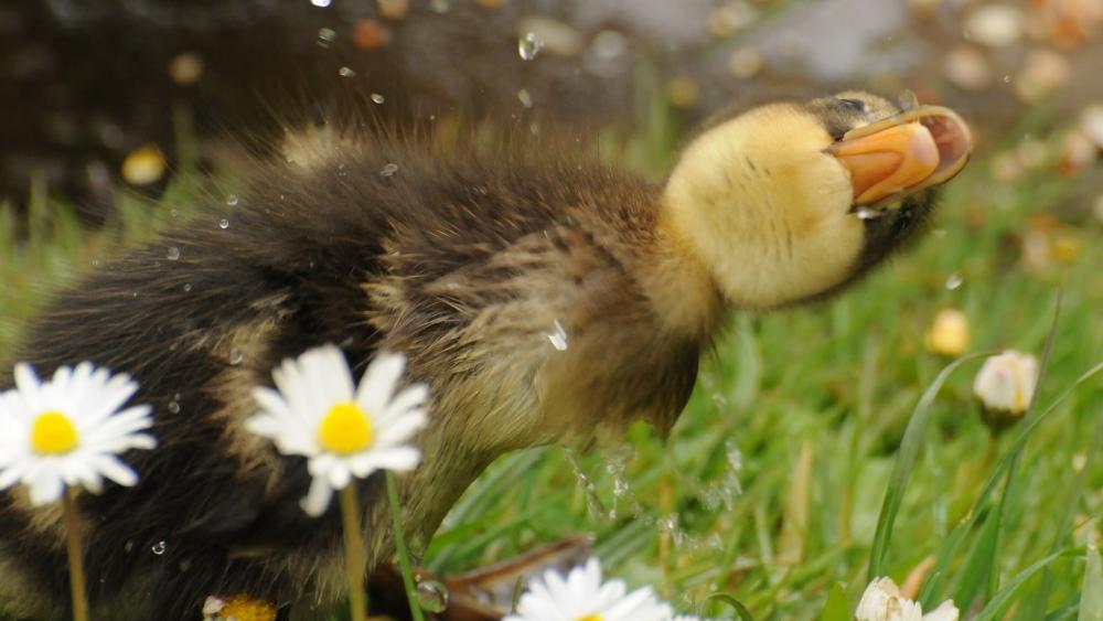 Quirky Duckling Delight in Spring Bliss wallpaper