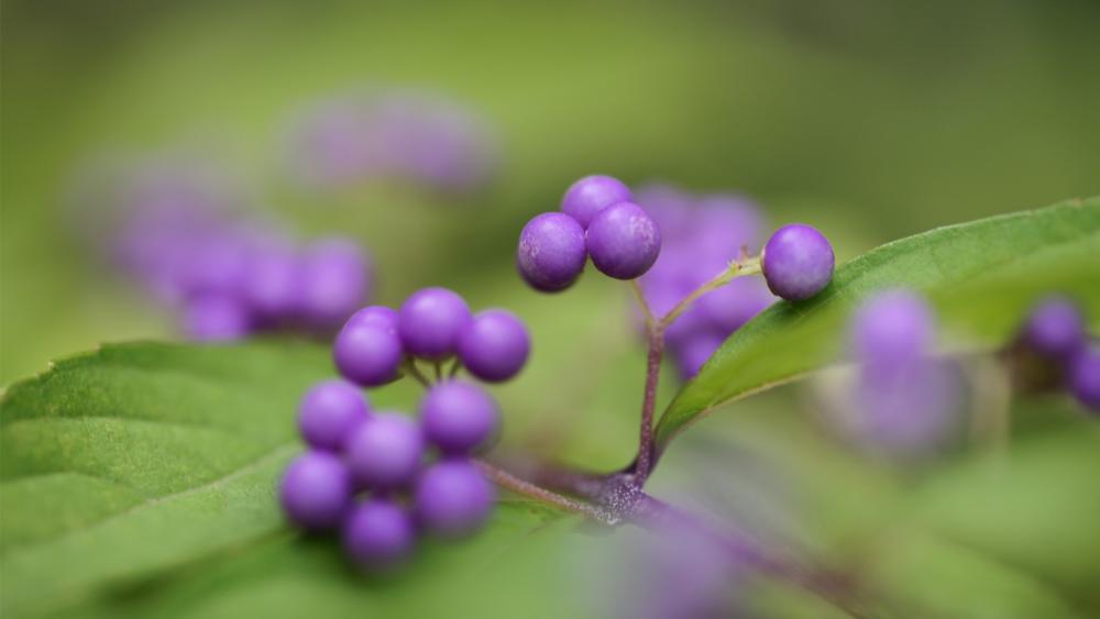 Purple Berries Adorn Lush Green Foliage wallpaper