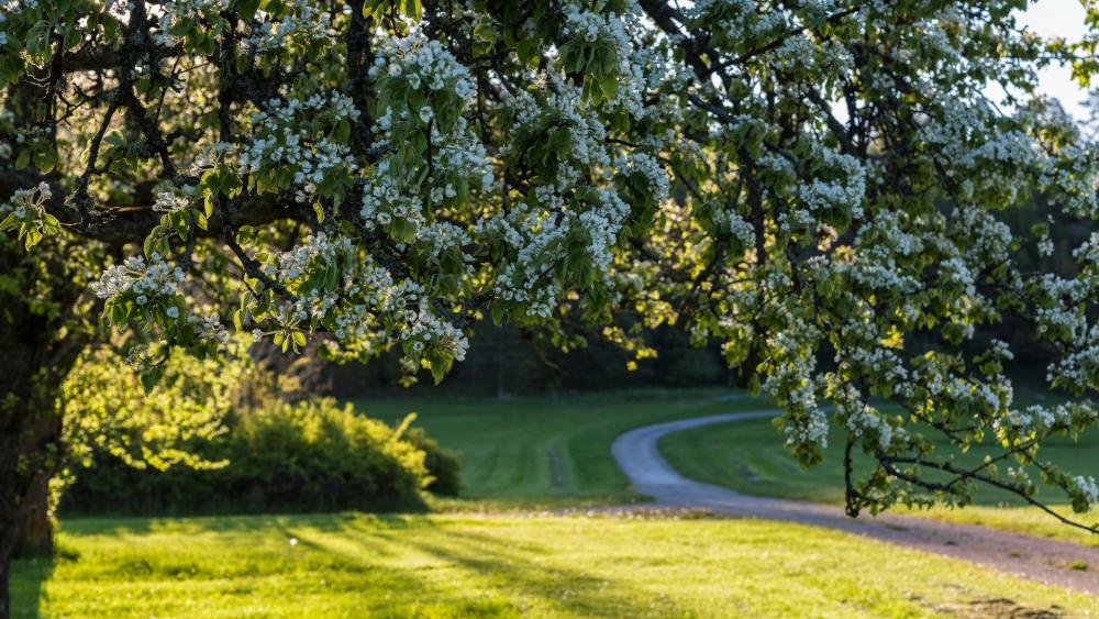 Blossoming Meadow Path in Springtime wallpaper