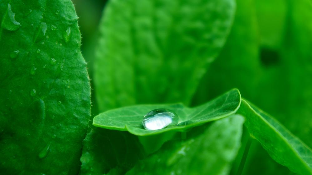 Waterdrop on Leaf in Lush Greenery wallpaper