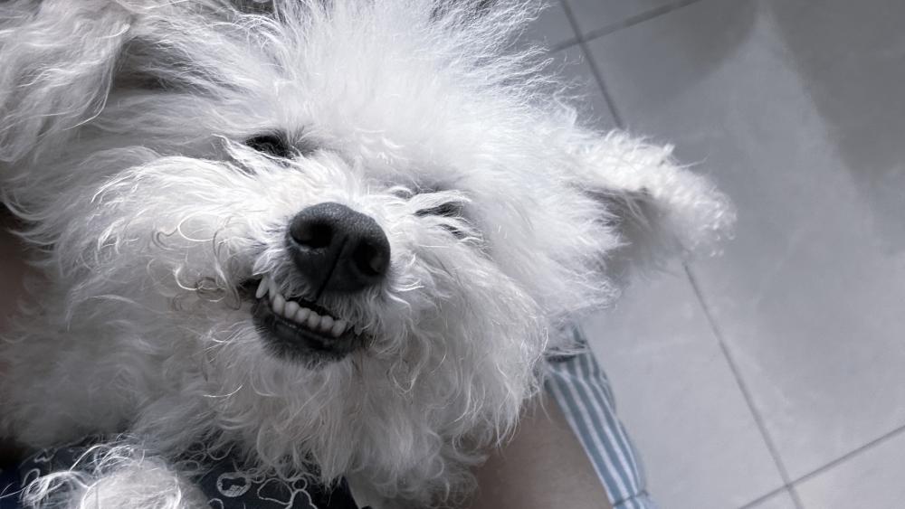Joyful Poodle with a Playful Smile wallpaper