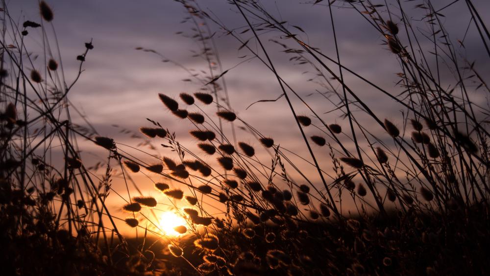 Sunset Serenity Amidst Swaying Grass wallpaper